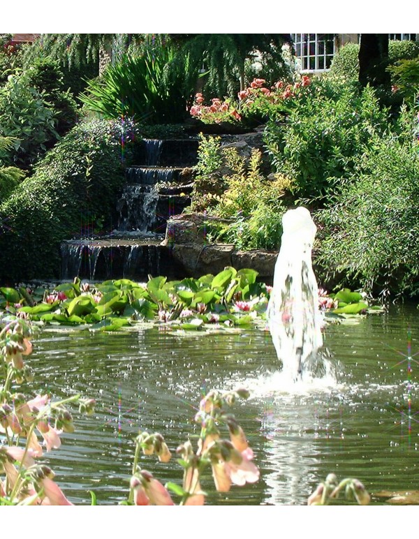 Wayside Water Gardens The North's Leading Water Garden Specialists